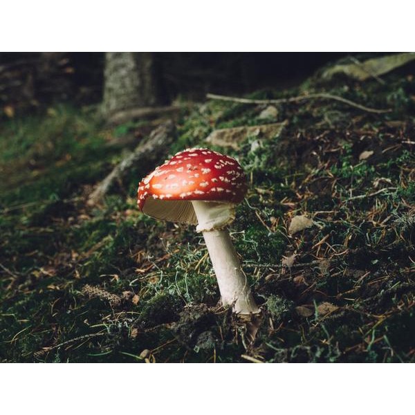 Le champignon en automne
