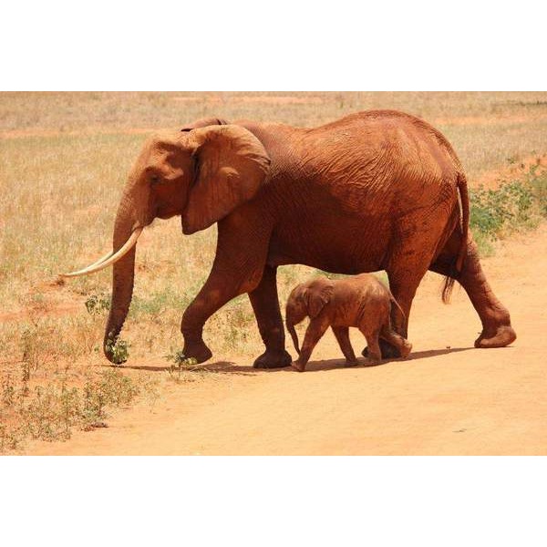 Éléphant et bébé éléphant