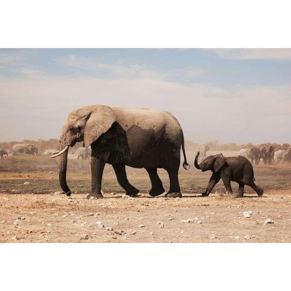 Bébé éléphant suivant sa mère