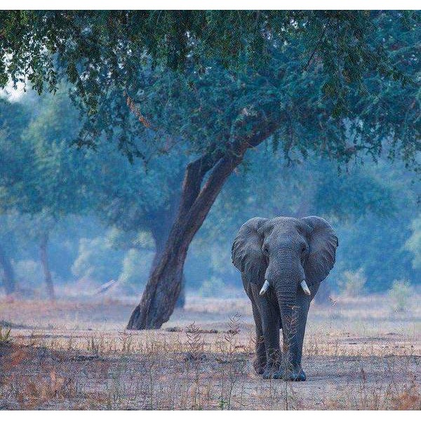 Un éléphant en marche