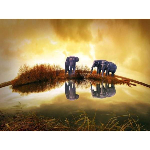 Panorama des éléphants