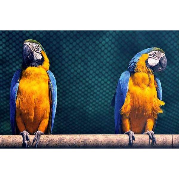 Perroquets jaunes et bleus