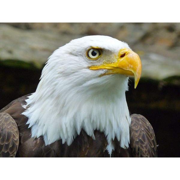 Portrait d'aigle