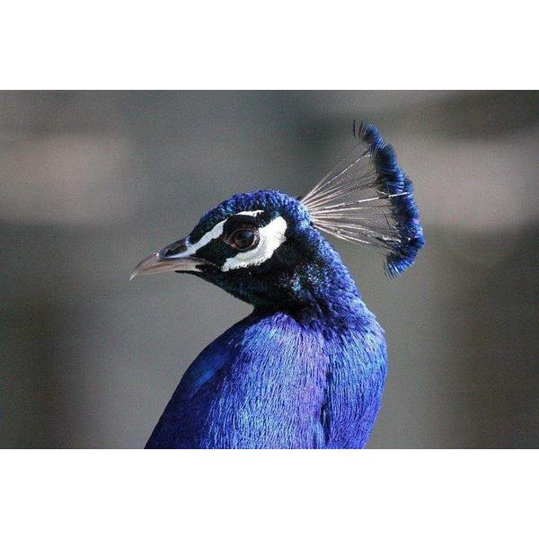 Portrait de paon bleu