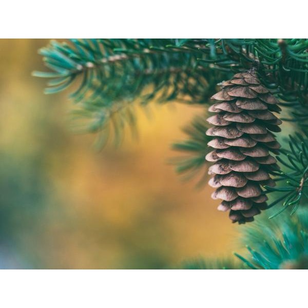 Pomme de pin dans le sapin de Noël