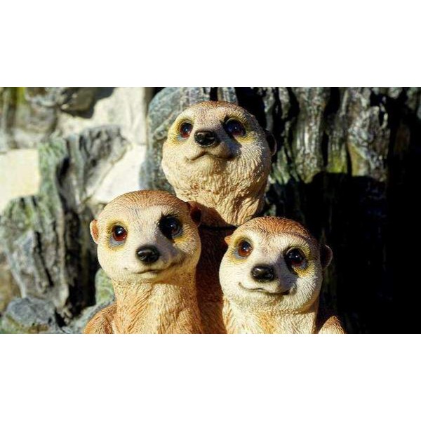Suricates