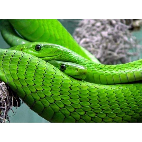 Serpent vert