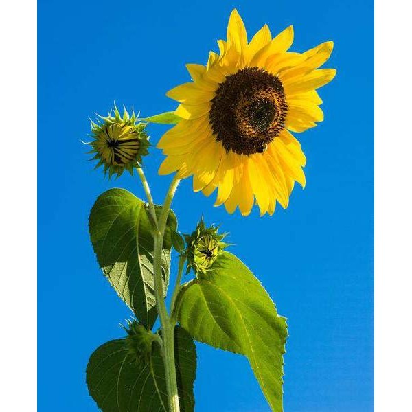 Un tournesol sous un ciel bleu