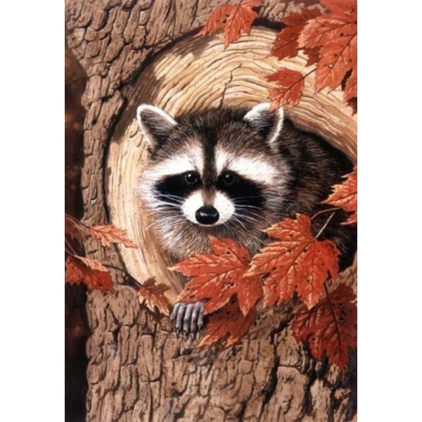 Le raton laveur en plein essor