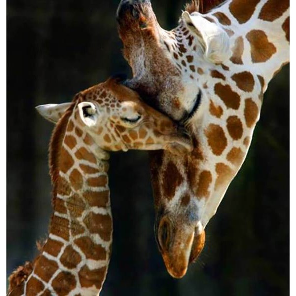 Maman Girafe avec son bébé