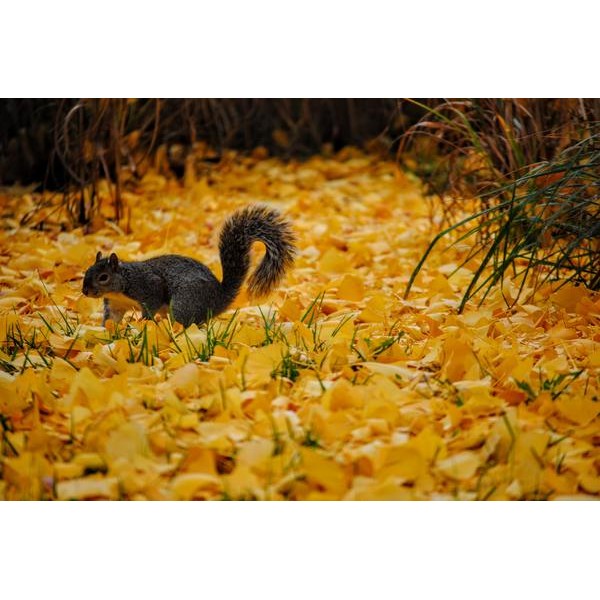 Ecureuil sur les feuilles jaunes