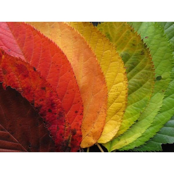 Les congés saisonniers