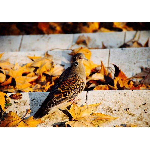 Pigeon en automne