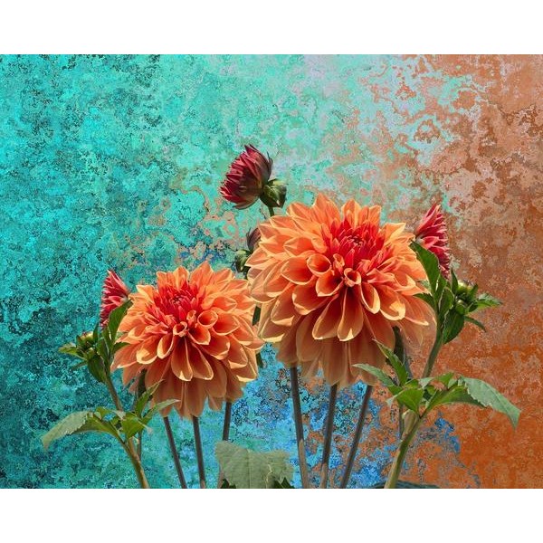 Les dahlias artistiques