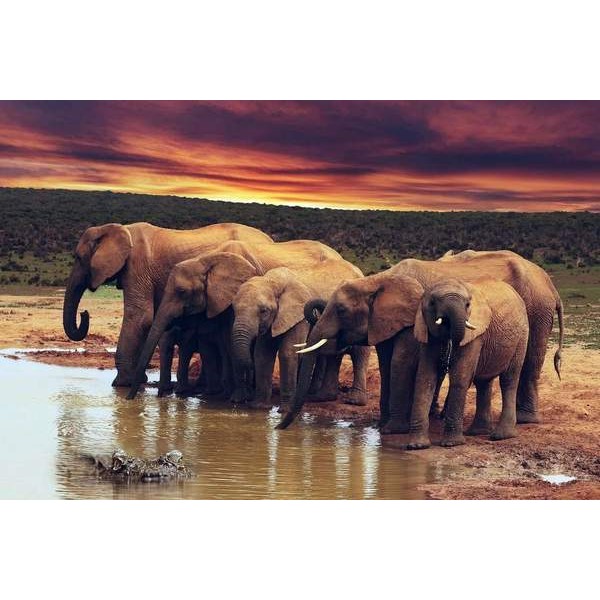 Une famille d'éléphants au bord de l'étang