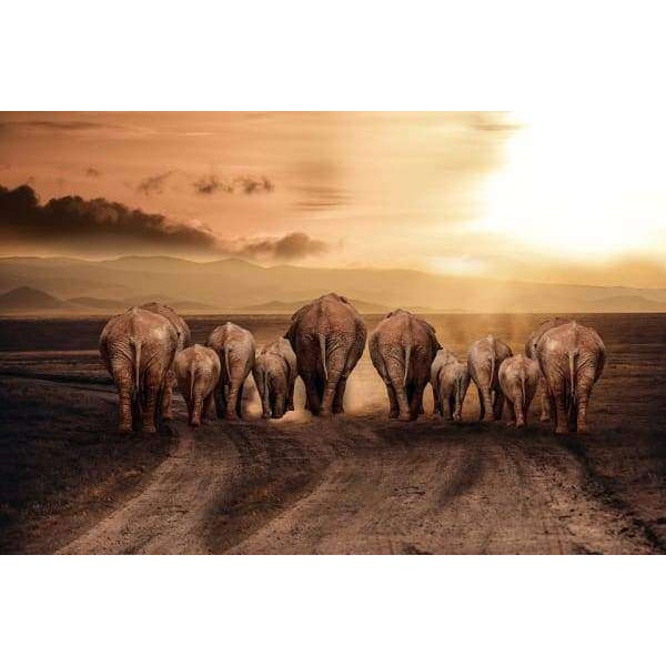 Une famille d'éléphants en chemin