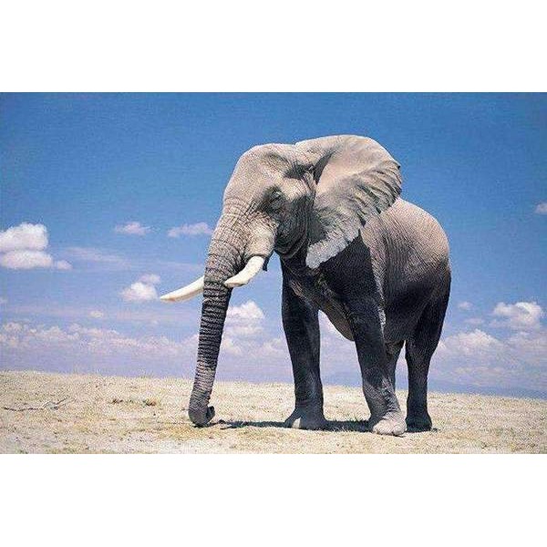 Un éléphant dans le désert