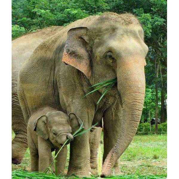 Une mère éléphant avec son petit