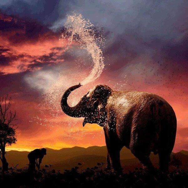 Un éléphant prend une douche