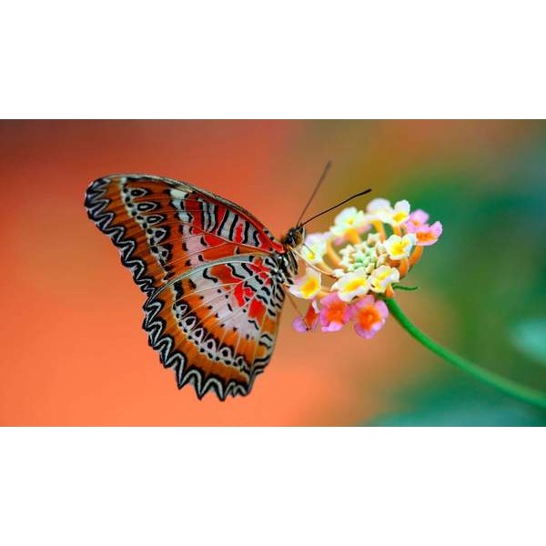 Papillon orange sur une Fleur