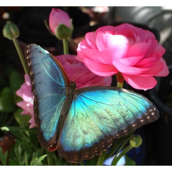 Papillon bleu Fleur rose