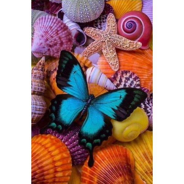 Papillon et coquillages