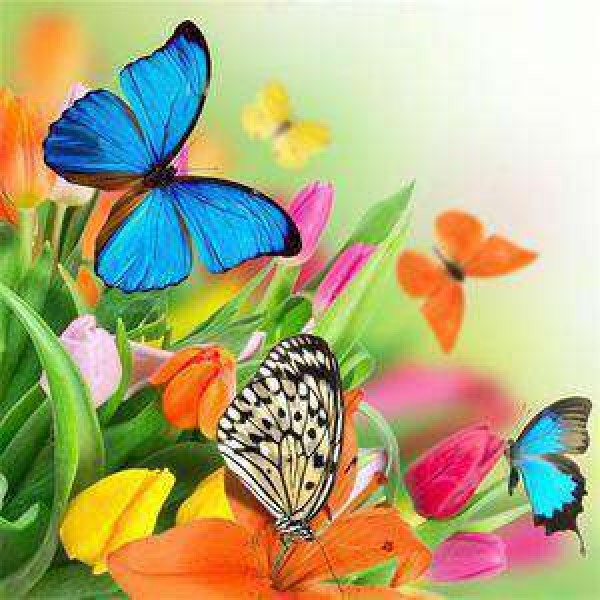 Papillons Colorés