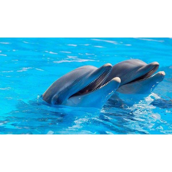 Nos amis les dauphins