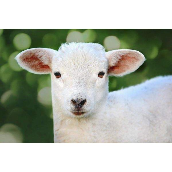 Adorable petit agneau