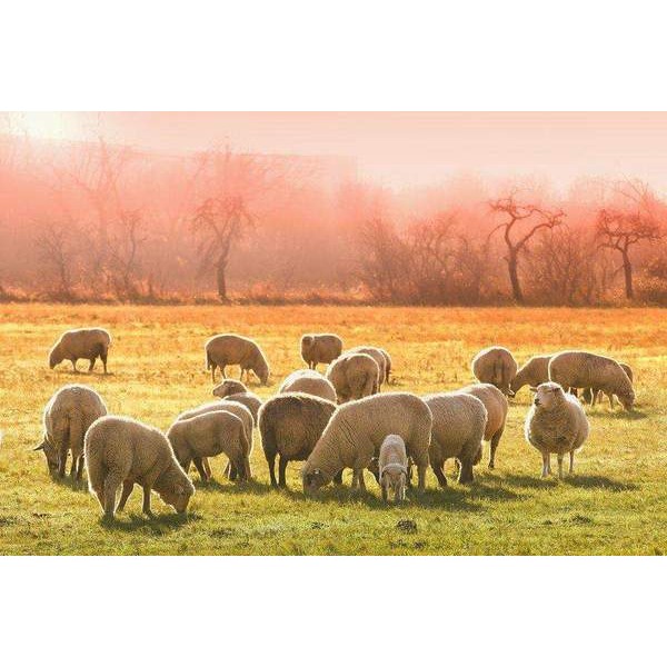 Moutons dans le soleil matinal