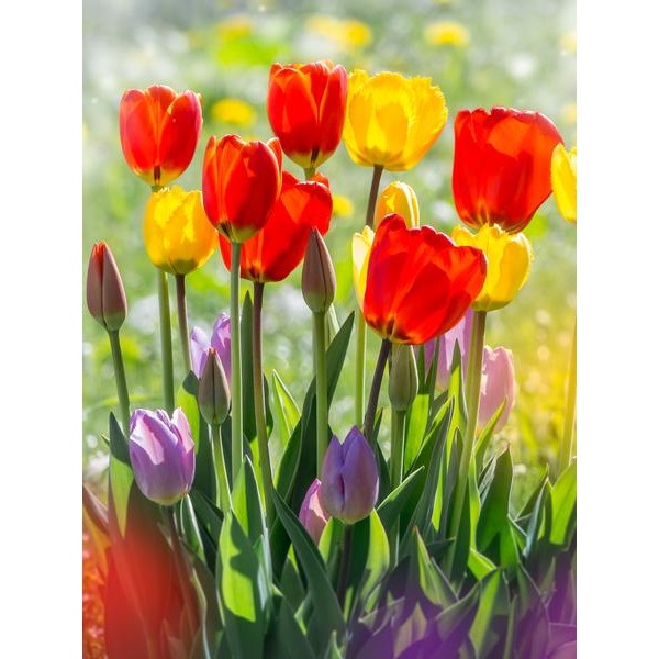 Des tulipes dans le soleil du matin