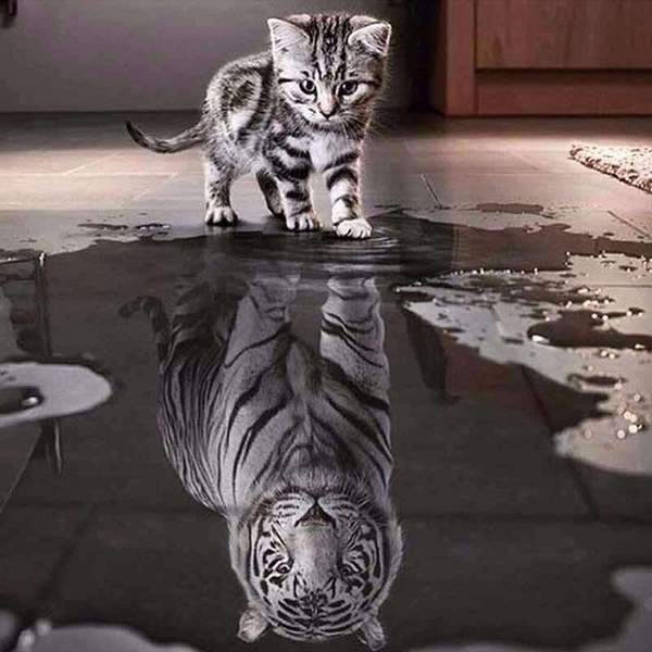 Reflet de Tigre