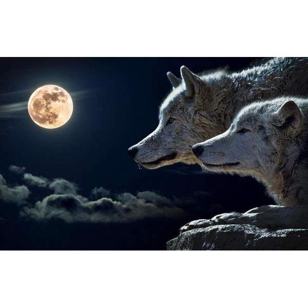 Loups à la pleine lune