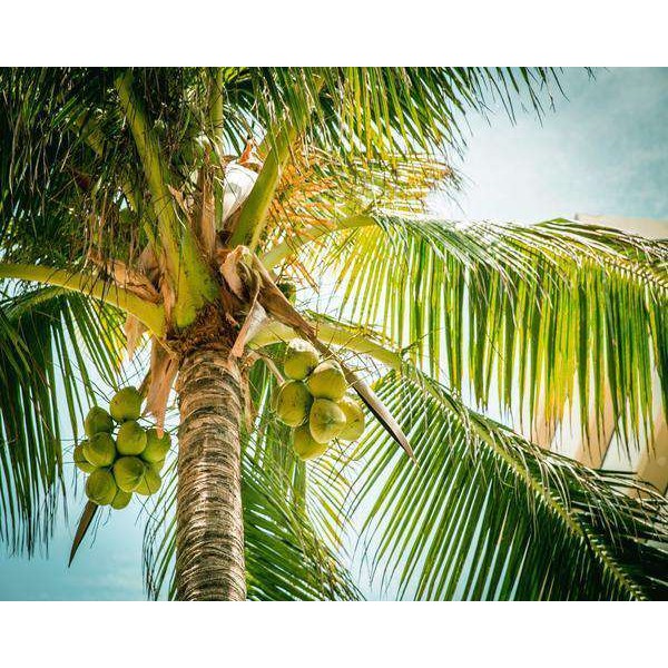 Noix de coco sur un Palmier