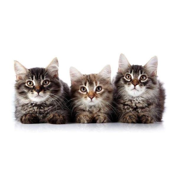 Les trois chatons curieux