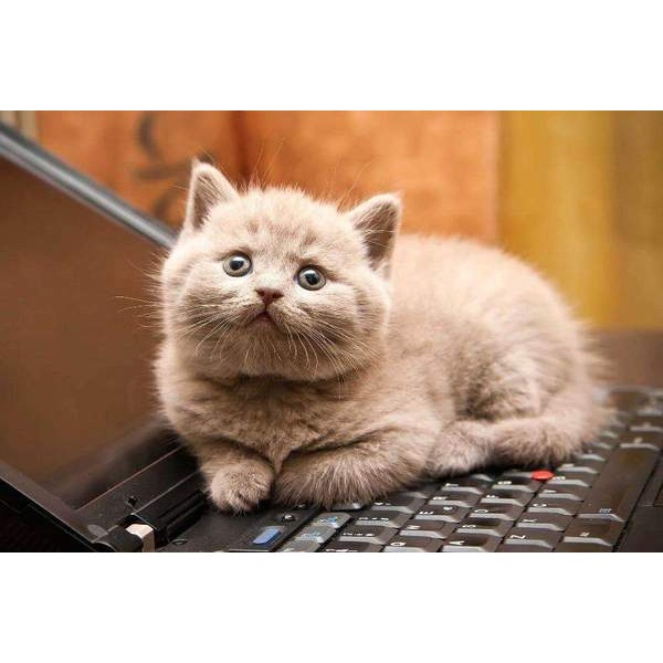 Un chaton sur un ordinateur portable