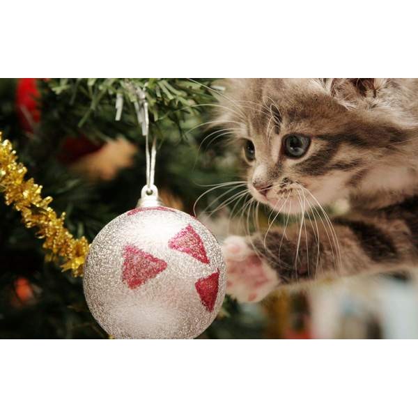 Un chaton joue avec une boule de Noël
