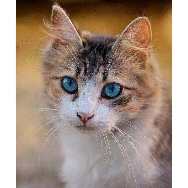 Un magnifique chaton aux yeux bleus