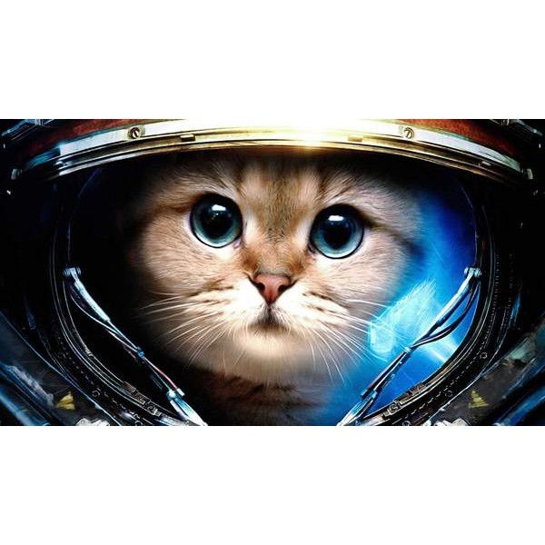 Chat Astronaute