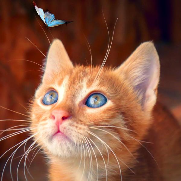 Le chaton et le papillon bleu