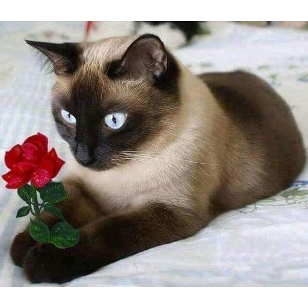 Chat avec une rose rouge