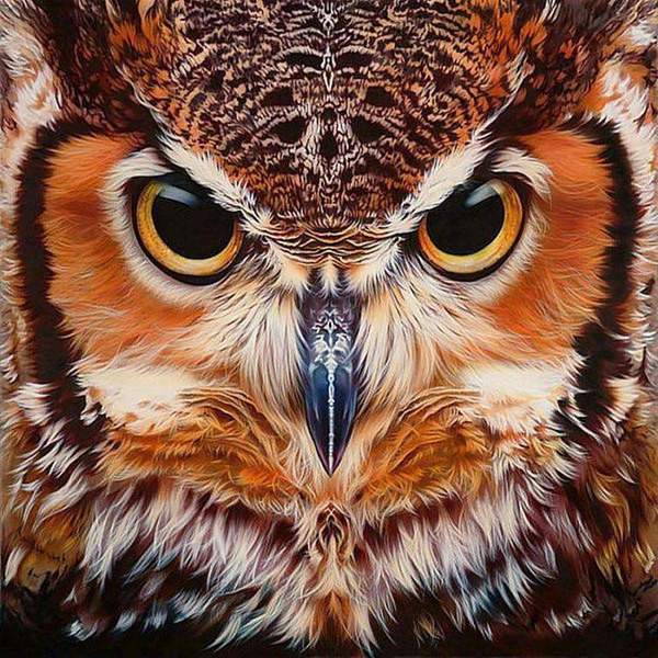 Portrait de Hibou