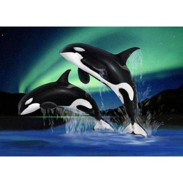 Orques sous Aurore Boréale