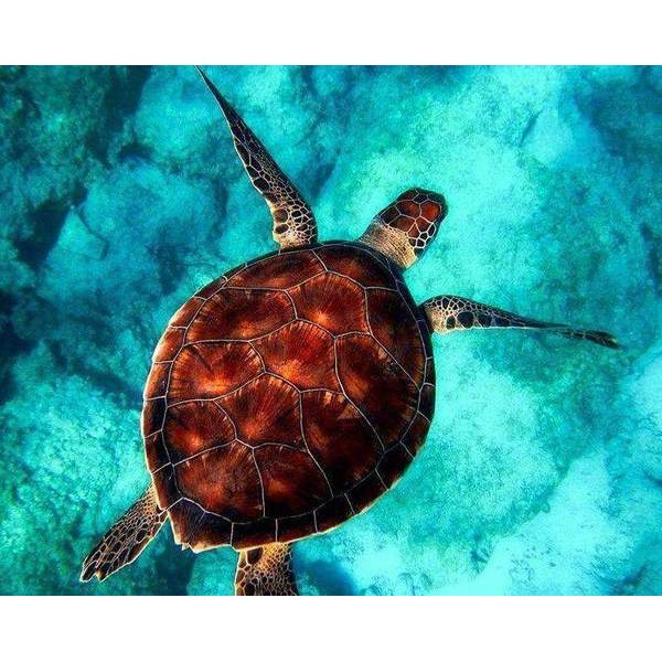 Tortue en Eau Bleue
