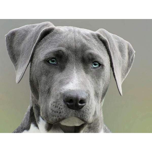 Portrait de chien aux yeux bleus