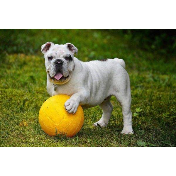 Bulldog avec une Balle Jaune