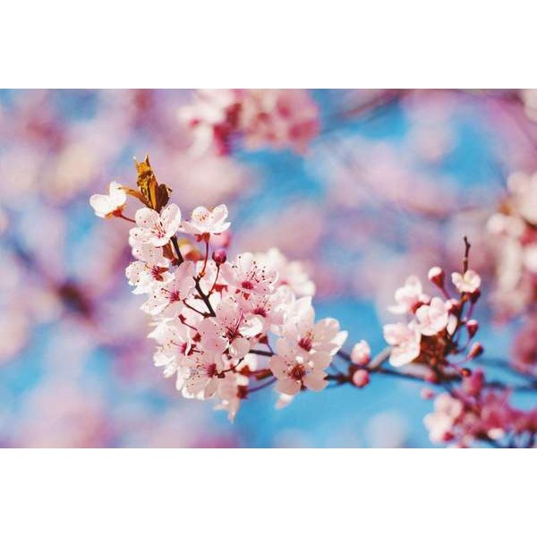 Floraison printanière