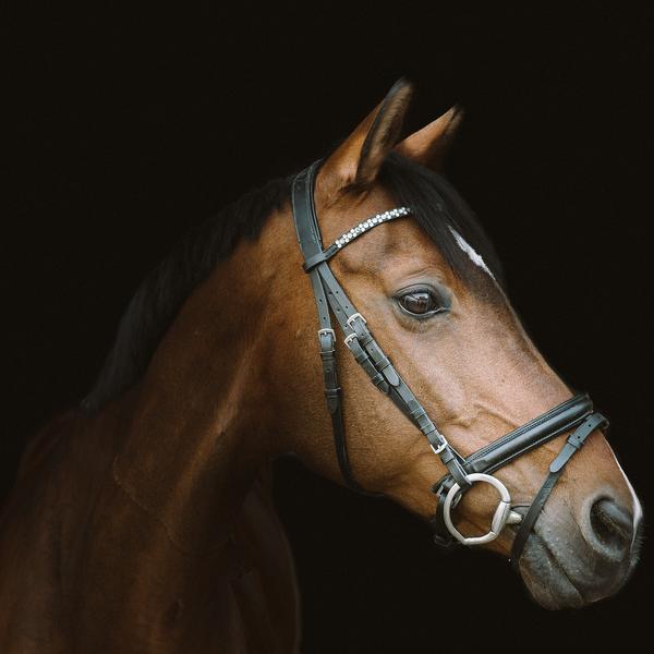Portrait de cheval