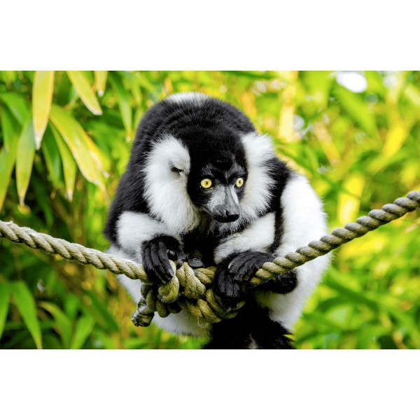 Singe Indri Indri