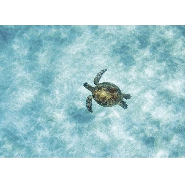 Tortue dans l'eau